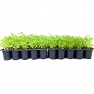 BASQUEStore | (3 plant) American Beautyberry | Live Plants | Callicarpa Americana | Bird Attracting 