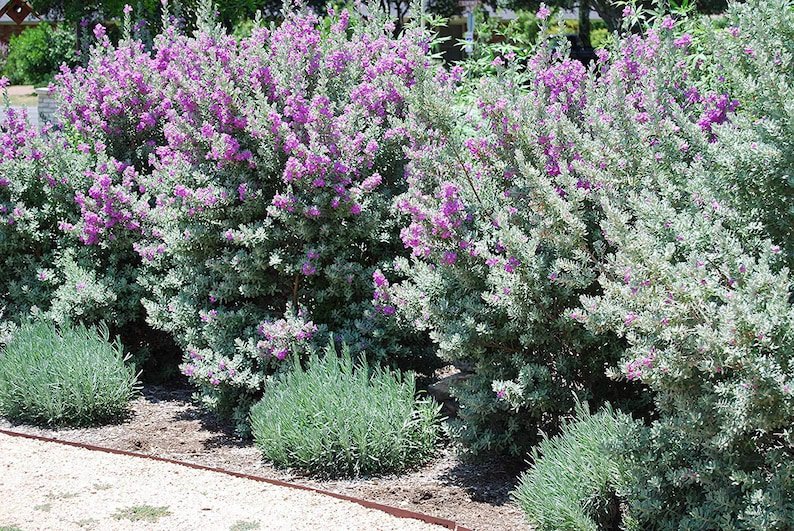 BASQUEStore | (3 plant) Texas Sage | Live Plants | Leucophyllum Frutescens | Low Maintenance Drought