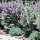 BASQUEStore | (10 plant) Texas Sage | Live Plants | Leucophyllum Frutescens | Low Maintenance Drough