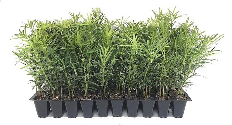 BASQUEStore | (30 plant) Podocarpus Macrophyllus Japanese Yew | Live Plants | Drought Shade Tolerant