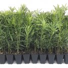 BASQUEStore | (30 plant) Podocarpus Macrophyllus Japanese Yew | Live Plants | Drought Shade Tolerant