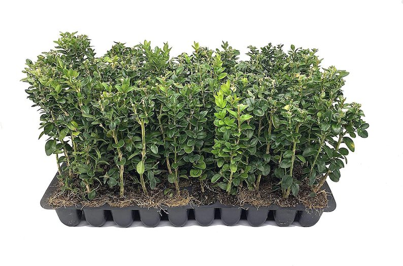 BASQUEStore | (40 plant) Green Mountain Boxwood | Live Plants By Florida Foliage