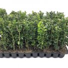 BASQUEStore | (40 plant) Green Mountain Boxwood | Live Plants By Florida Foliage