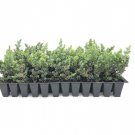BASQUEStore | (3 plant) Juniper Blue Pacific | Live Plants | Shore Juniper | Drought Tolerant Low Ma