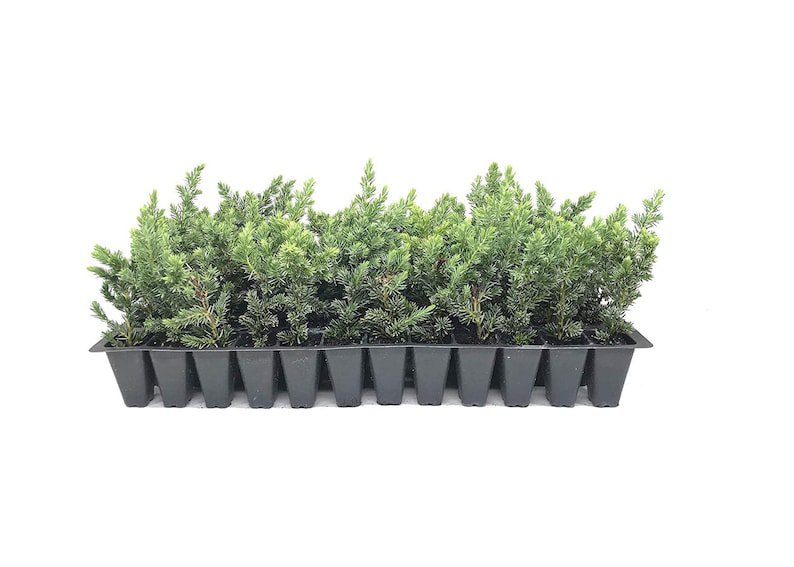 BASQUEStore | (40 plant) Juniper Blue Pacific | Live Plants | Shore Juniper | Drought Tolerant Low M