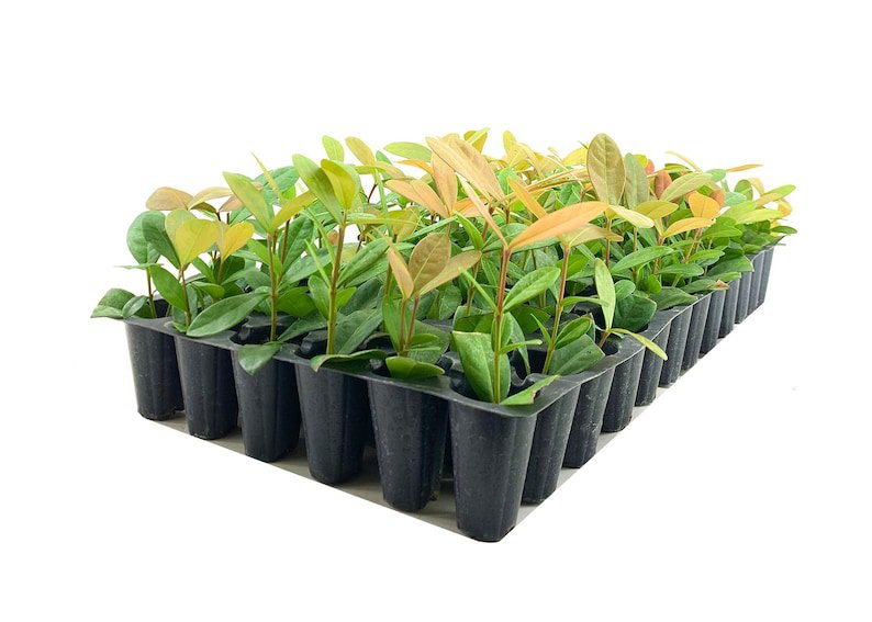 BASQUEStore | (20 plant) Ixora Maui Red | Live Plants | Beautiful Vibrant Blooming Butterfly Attract