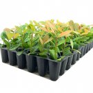 BASQUEStore | (20 plant) Ixora Maui Red | Live Plants | Beautiful Vibrant Blooming Butterfly Attract