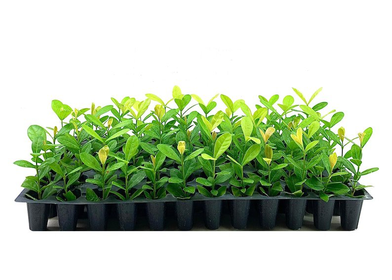 BASQUEStore | (3 plant) Ixora Maui Yellow | Live Plants | Beautiful Vibrant Blooming Butterfly Attra