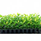 BASQUEStore | (3 plant) Ixora Maui Yellow | Live Plants | Beautiful Vibrant Blooming Butterfly Attra