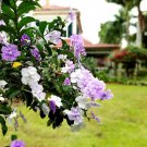 BASQUEStore | (3 plant) Yesterday, Today and Tomorrow | Live Plants | Brunfelsia Pauciflora Floribun