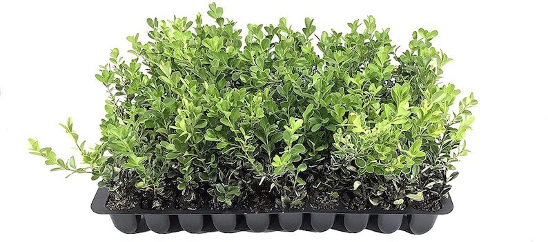 BASQUEStore | (3 plant) Japanese Boxwood | Live Plants | Buxus Microphylla | Fast Growing Cold Hardy