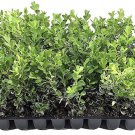 BASQUEStore | (20 plant) Japanese Boxwood | Live Plants | Buxus Microphylla | Fast Growing Cold Hard