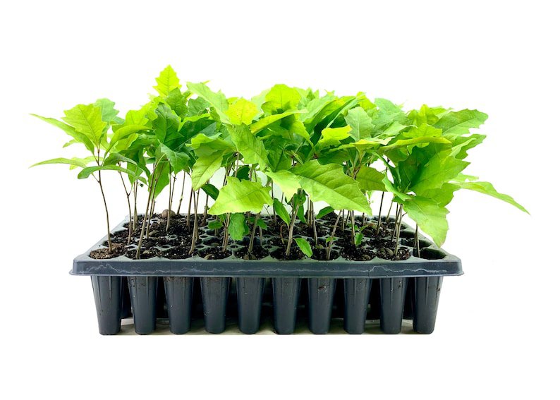 BASQUEStore | (3 plant) Shumard Red Oak | Live Trees | Quercus Shumardii | Drought Tolerant Weather 