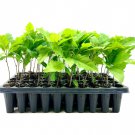 BASQUEStore | (10 plant) Shumard Red Oak | Live Trees | Quercus Shumardii | Drought Tolerant Weather