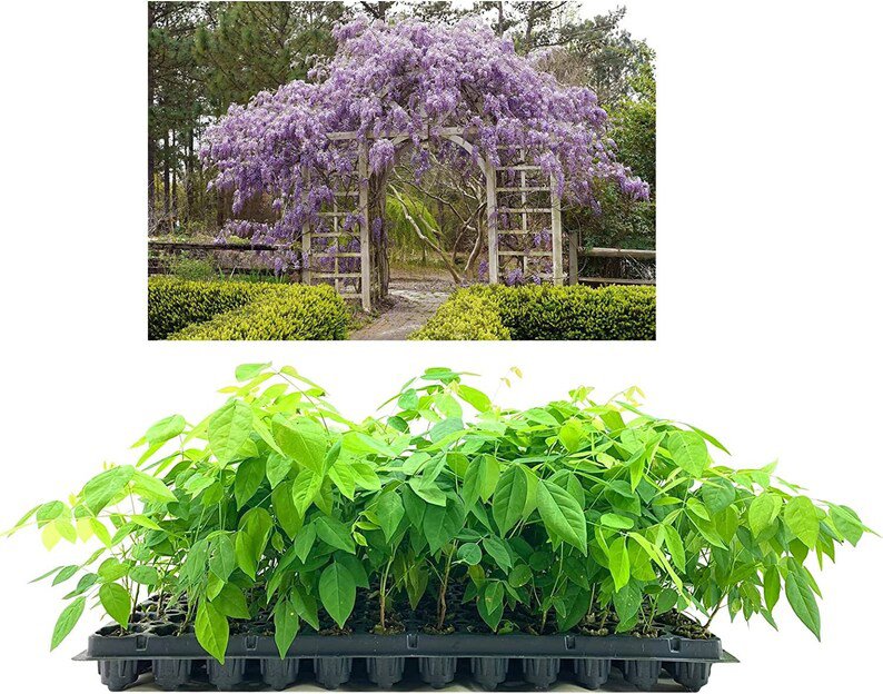 BASQUEStore | (20 plant) Amethyst Falls Wisteria Frutescens Vine | Live Plants | Beautiful Drought T