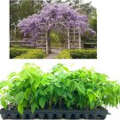 BASQUEStore | (30 plant) Amethyst Falls Wisteria Frutescens Vine | Live Plants | Beautiful Drought T