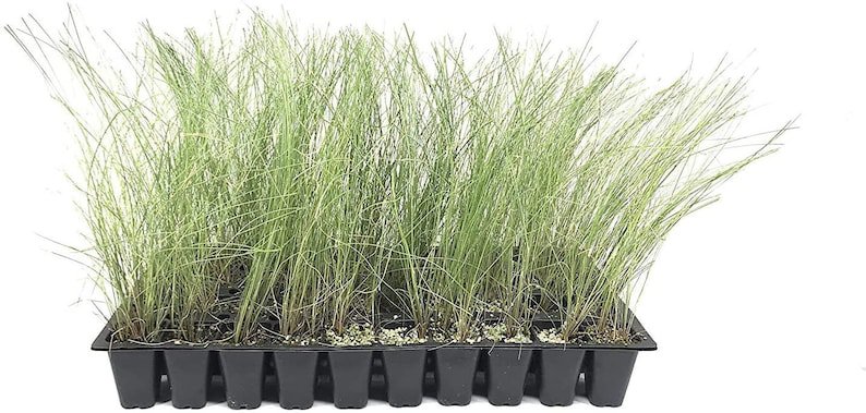 BASQUEStore | (10 plant) Pink Muhly Grass | Live Plants | Muhlenbergia Capillaris | Hairawn Muhly | 