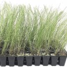 BASQUEStore | (20 plant) Pink Muhly Grass | Live Plants | Muhlenbergia Capillaris | Hairawn Muhly | 