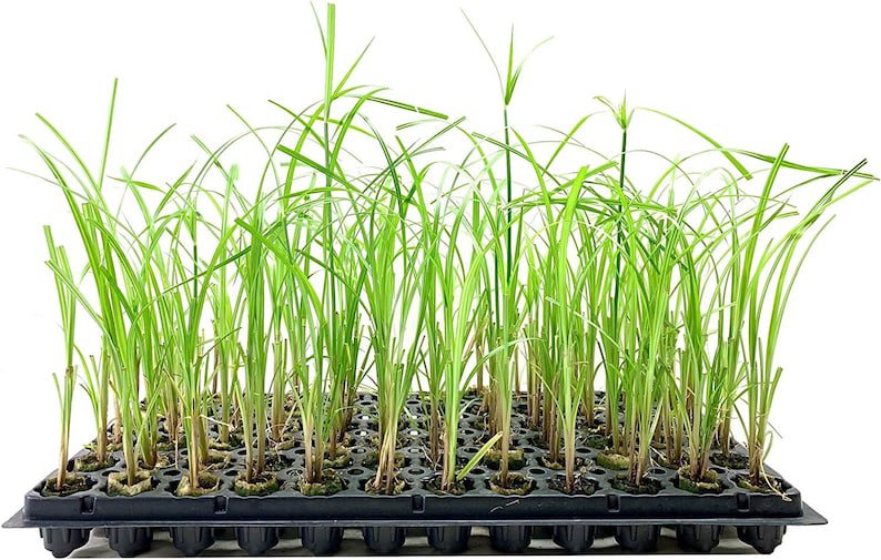 BASQUEStore | (3 plant) Giant Egyptian Papyrus | Live Plants | Cyperus Large Shade & Wet Tolerant Aq