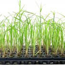 BASQUEStore | (40 plant) Giant Egyptian Papyrus | Live Plants | Cyperus Large Shade & Wet Tolerant A