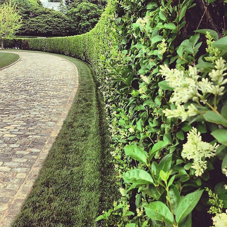 BASQUEStore | (3 plant) Curled Leaf Privet | Ligustrum Japonicum Recurvifolium | Live Quart Size Pla