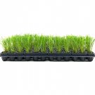 BASQUEStore | (3 plant) Feather Reed Grass Karl Foerster | Live Plants | Calamagrostis X Acutiflora 