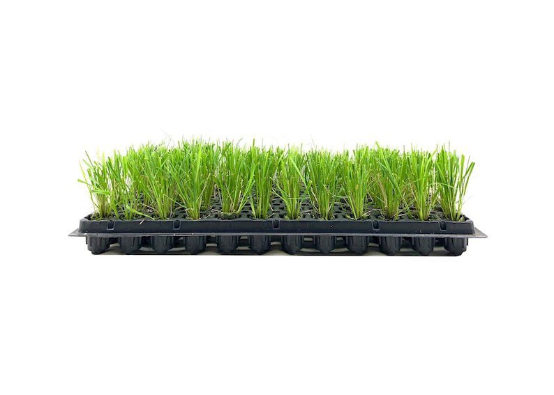 BASQUEStore | (10 plant) Feather Reed Grass Karl Foerster | Live Plants | Calamagrostis X Acutiflora