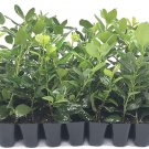 BASQUEStore | (20 plant) Nellie R. Stevens Holly Ilex | Live Trees By Florida Foliage