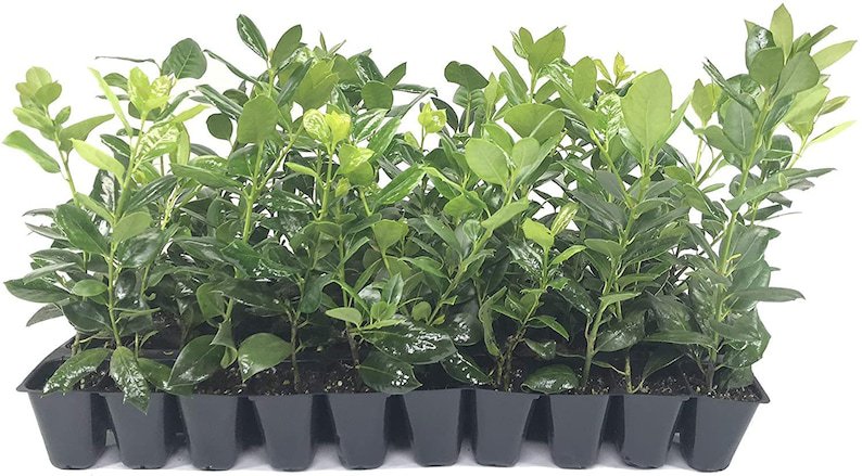 BASQUEStore | (40 plant) Nellie R. Stevens Holly Ilex | Live Trees By Florida Foliage