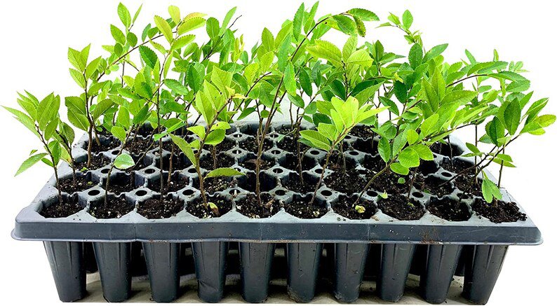 BASQUEStore | (3 plant) Drake Chinese Elm Tree | Live Plants | Lacebark Elm | Ulmus Parvifolia | Sem