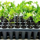 BASQUEStore | (3 plant) Drake Chinese Elm Tree | Live Plants | Lacebark Elm | Ulmus Parvifolia | Sem