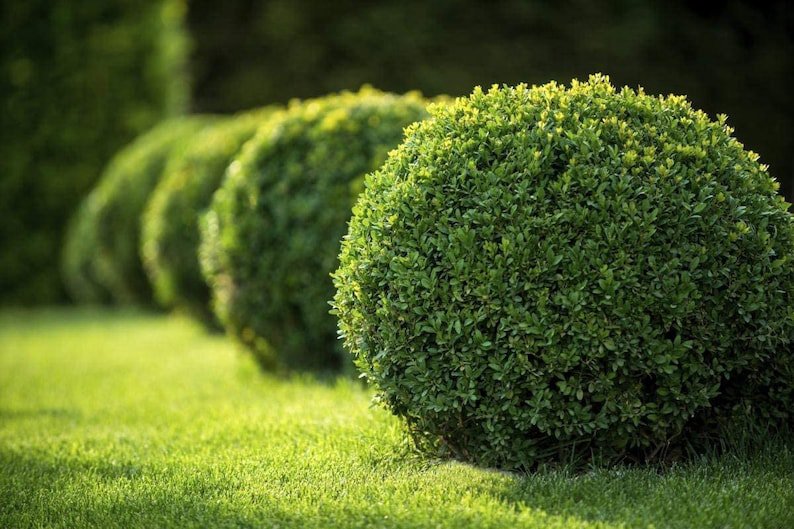 BASQUEStore | (30 plant) Winter Green Korean Boxwood | Live Plants | Buxus Microphylla | Fast Growin