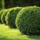 BASQUEStore | (30 plant) Winter Green Korean Boxwood | Live Plants | Buxus Microphylla | Fast Growin