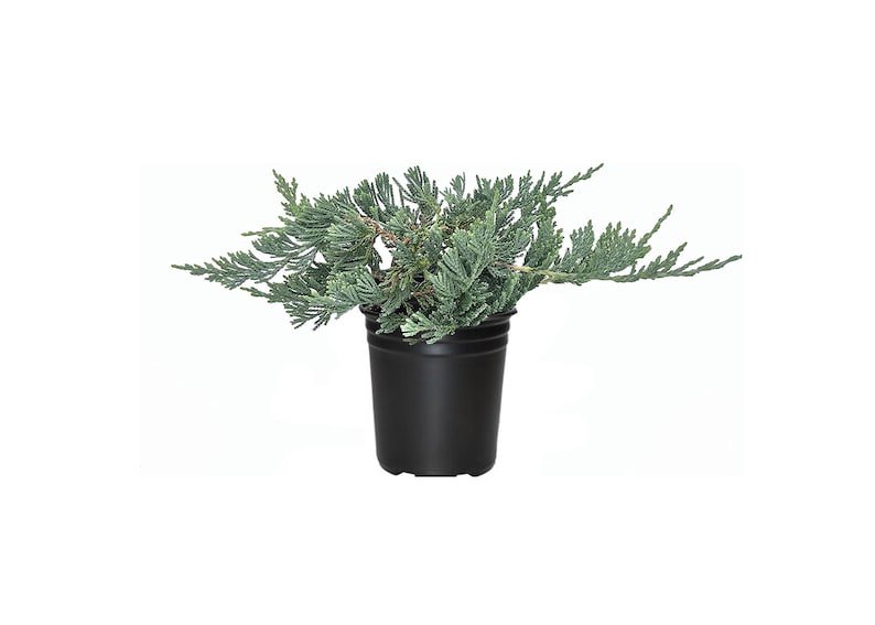 BASQUEStore | (1 plant) Blue Rug Juniper | Live 4 Inch Pots | Juniperus Horizontalis Wiltonii | Low 
