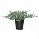 BASQUEStore | (1 plant) Blue Rug Juniper | Live 4 Inch Pots | Juniperus Horizontalis Wiltonii | Low 