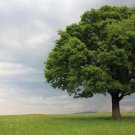 BASQUEStore | (3 plant) Laurel Oak Tree | Quercus Laurifolia Swamp Oak | Live Plants | Semi-Evergree