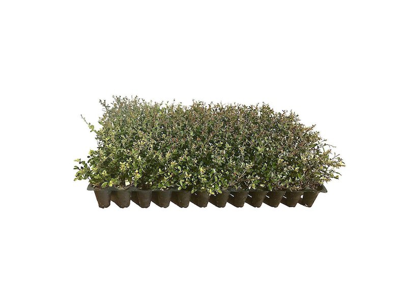 BASQUEStore | (3 plant) Dwarf Yaupon Holly | Ilex Schilling Stokes Vomitoria | Live Plants | Drought