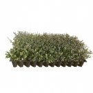 BASQUEStore | (3 plant) Dwarf Yaupon Holly | Ilex Schilling Stokes Vomitoria | Live Plants | Drought
