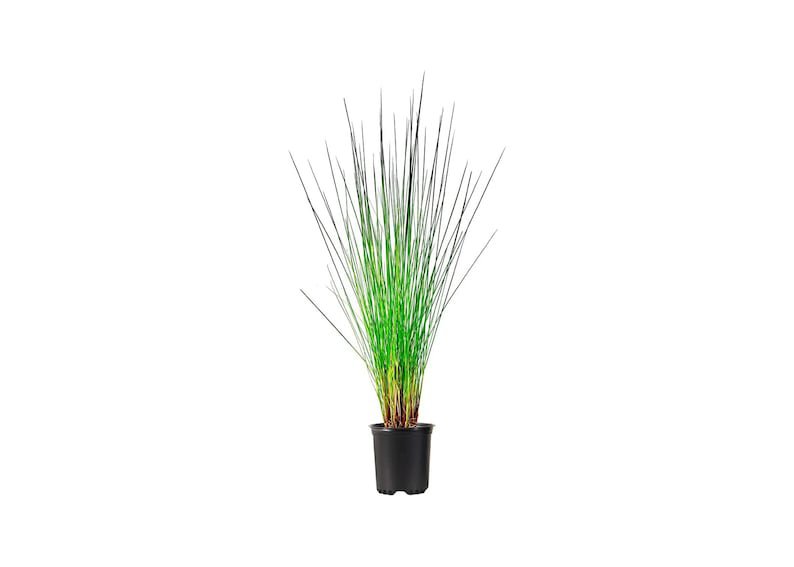 BASQUEStore | (3 plant) Muhly Grass Pink | Live Quart Size Plants | Muhlenbergia Capillaris Hairawn 