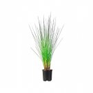 BASQUEStore | (3 plant) Muhly Grass Pink | Live Quart Size Plants | Muhlenbergia Capillaris Hairawn 