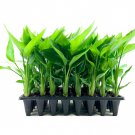 (3 plants) White Bird of Paradise | Live Plants | Strelitzia Nicolai | Beautiful Rare