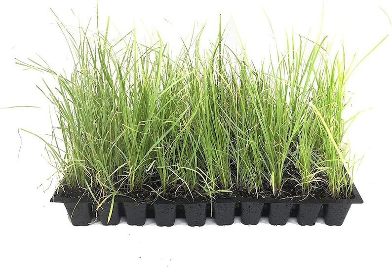 BASQUEStore | (20 plants) Sand Cord Grass | Live Plants | Spartina Bakeri | Drought Tolerant Marsh G