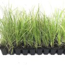 (40 plants) Sand Cord Grass | Live Plants | Spartina Bakeri | Drought Tolerant Marsh G