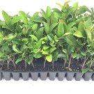 BASQUEStore | (10 plant) Sweet Viburnum Odoratissimum | Live Plants by Florida Foliage