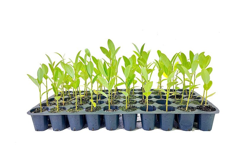 (10 Plants) Sweet Bay Magnolia Tree | Live Plants | Magnolia Virginiana