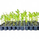 BASQUEStore | (40 plant) Sweet Bay Magnolia Tree | Magnolia Virginiana | Live Plants | Beautiful Orn