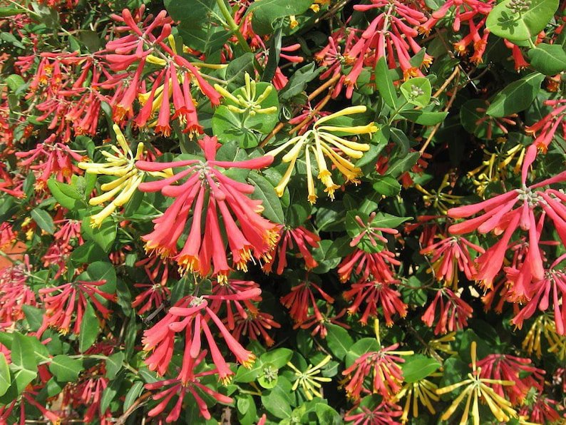 BASQUEStore | (3 plant) Coral Honeysuckle | Live Plants | Lonicera Sempervirens | Hummingbird & Butt