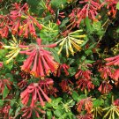 BASQUEStore | (3 plant) Coral Honeysuckle | Live Plants | Lonicera Sempervirens | Hummingbird & Butt