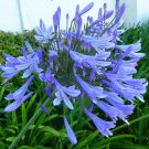 BASQUEStore | (30 plant) Agapanthus Africanus | Lily of The Nile