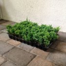 BASQUEStore | (20 plant) Blue Rug Juniper